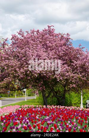 Albero con fiori e letto di tulipani lungo Rideau Canal, primavera, Ottawa, Ontario, Canada Foto Stock