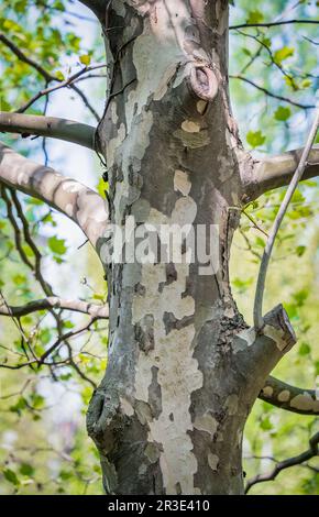 Foto con un Platanus occidentalis — tronco di albero di sicomoro americano e un ramo. Dettaglio primo piano. Foto Stock