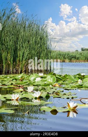 Pittoresco lago forestale con bellissimi ninfee sullo sfondo di un cielo blu estivo nel Delta del Dnieper. Fiume Dnieper, regione di Kherson, U Foto Stock