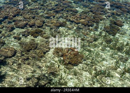 Barriera corallina appena sotto la superficie dell'acqua nei pressi dell'isola di Togian Poyalisa a Sulawesi Foto Stock