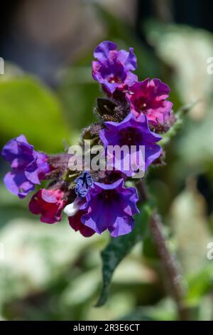 Primo piano di comuni fiori di Lungwort (pulmonaria officinalis) in fiore Foto Stock