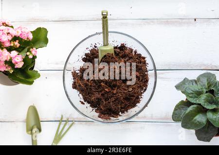 Ciotola di vetro con utensile da giardinaggio in substrato di cocco gonfia da acqua. Giacitura piatta. Il concetto di giardinaggio organico domestico. Foto Stock