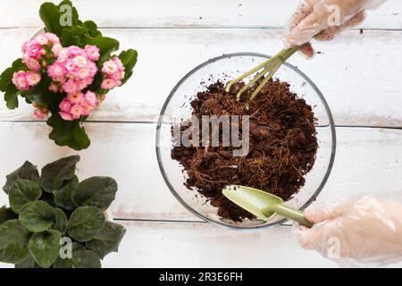 Vista in primo piano di una donna ciotola di vetro che utilizza uno strumento con substrato di cocco. Sfondo di legno bianco. Giacitura piatta. Il concetto di giardinaggio organico domestico. Foto Stock