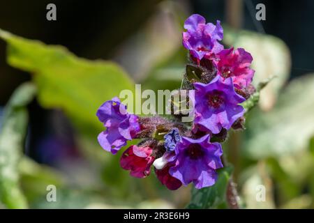 Primo piano di comuni fiori di Lungwort (pulmonaria officinalis) in fiore Foto Stock