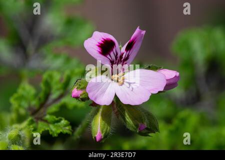 Macrofo di un geranio reale di quercia (pelargonio quercifolium) fiore in fiore Foto Stock