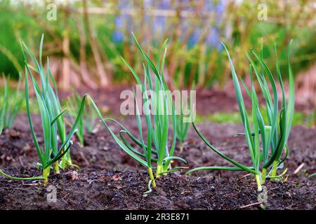 Aglio in primavera, piante giovani primo piano. Una piantagione di aglio coltivata in modo biologico nell'orto Foto Stock
