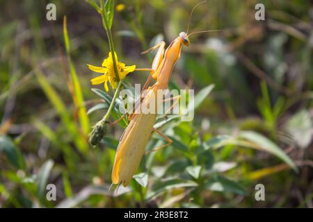 Il predatore mantis caccia nella caduta in erba, mimetizzazione in giallo Foto Stock