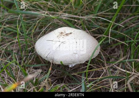 Nell'erba si trova il fungo bianco di Agaricus Foto Stock