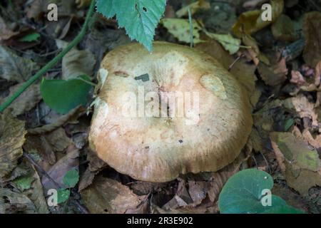 Fungo non commestibile Paxillus cresce nei boschi Foto Stock
