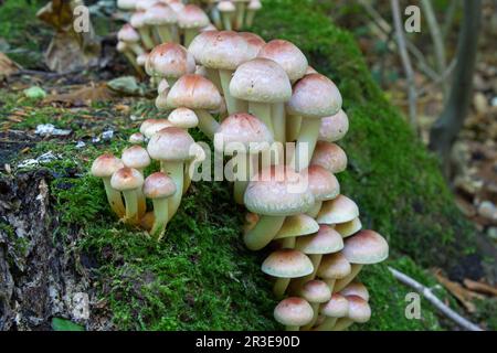 Hypholoma lateritium o cappuccio di mattoni, è considerato immangiabile in Europa e commestibile negli Stati Uniti e in Giappone Foto Stock