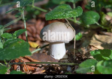 Clitocybe nebularis o imbuto nuvoloso nella foresta di conifere Foto Stock