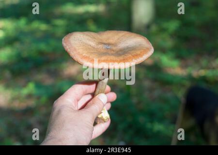 nelle mani di un uomo un fungo molto grande è un miele Foto Stock