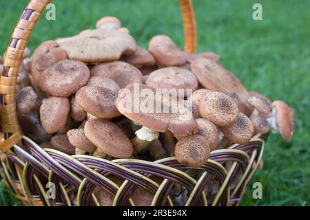 Funghi miele agarics Armillaria mellea su un tavolo di legno. Vista superiore Foto Stock