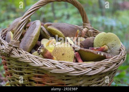 raccolto cestino pieno di funghi nella foresta Foto Stock