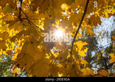 Autunno Foliage foglie di acero giallo caduta da albero in autunno e mattina luce del sole Foto Stock