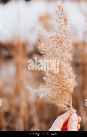 Mano femmina che tiene Pampas erba. Pettine beige secco. Sfondo naturale astratto. Colori pastello neutri. Toni della terra. Bella nat Foto Stock