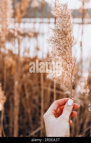 Mano femmina che tiene Pampas erba. Pettine beige secco. Sfondo naturale astratto. Colori pastello neutri. Toni della terra. Bella nat Foto Stock