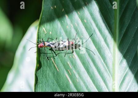 Coppia di Cotton Stainer (Dydercus sp.) A Panama Foto Stock