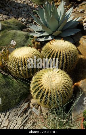 Echinocactus grusonii, cactus a botte dorato Foto Stock