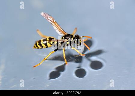 Polistes ha raccolto acqua in una giornata calda per raffreddare il suo nido, Vallese, Svizzera Foto Stock
