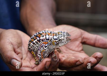 L'uomo tiene due piccoli camaleonti gioiellati - Furcifer lateralis - nelle mani, profondità di campo poco profonda fuoco sul primo occhio animale e solo volto Foto Stock