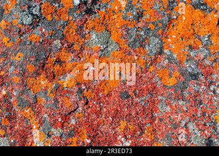 Macro texture di muschio di lichene rosso arancio che cresce sulla roccia di montagna Foto Stock