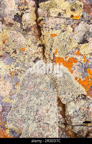 Macro texture di muschio di lichene arancione e nero che cresce sulla roccia di montagna Foto Stock