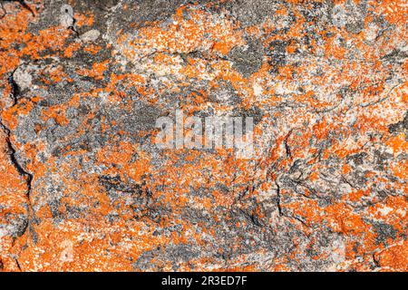 Macro texture di muschio di lichene arancione e nero che cresce sulla roccia di montagna Foto Stock