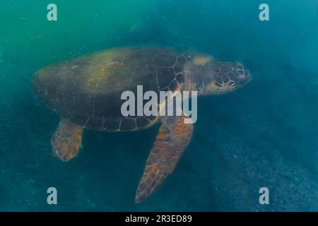 Tartaruga verde mare alimentazione sulle alghe sul fondale vicino alla riva, animali del mediterraneo. Tartaruga - Caretta caretta focus selettivo Foto Stock