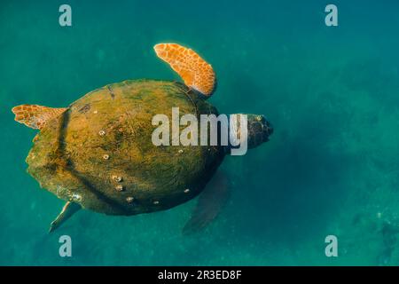 Tartaruga di mare verde con un guscio sovrascoltivato con alghe, animali del Mediterraneo. Tartaruga - Caretta caretta vista dall'alto con messa a fuoco selettiva Foto Stock