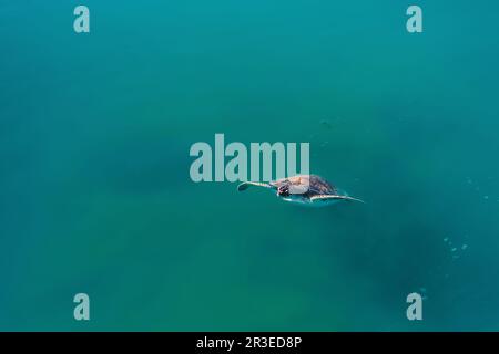 la tartaruga verde del mare emerge dal mediterraneo per inalare l'aria sulla superficie del mare. Tartaruga - Caretta caretta focus selettivo Foto Stock