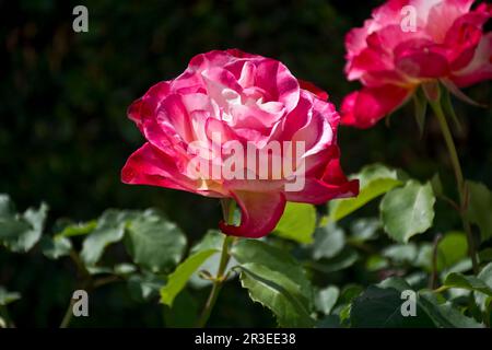 Vista ravvicinata della vivace rosa multicolore rosso-bianco fiorita in primavera Foto Stock