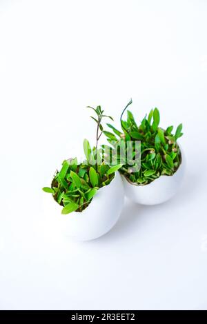 Micro green freschi. I microgreeni di rucola e di crescione crescono in guscio d'uovo bianco. Germogli. Giovani pianta senza plastica. Microgg crescente Foto Stock