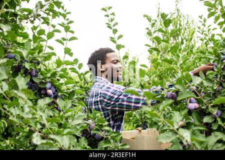 Giardiniere afroamericano che raccoglie le prugne mature nel giardino Foto Stock