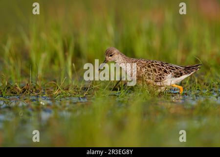 Ruff atterraggio Foto Stock