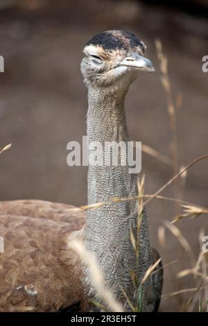 La senape australiana è uno dei più grandi uccelli dell'Australia. Si tratta di un uccello prevalentemente grigio-marrone, puntellato di marcature scure, con un collo pallido e cr nero Foto Stock