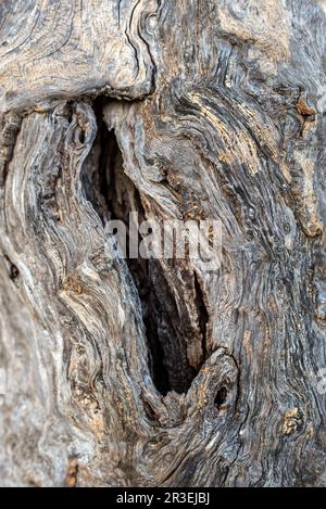 Superficie di un ulivo a Creta Foto Stock