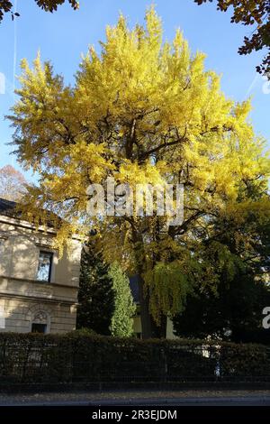 Ginkgo biloba, albero maidenhair, autunno Foto Stock