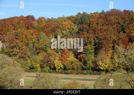 Foresta mista, autunno Foto Stock