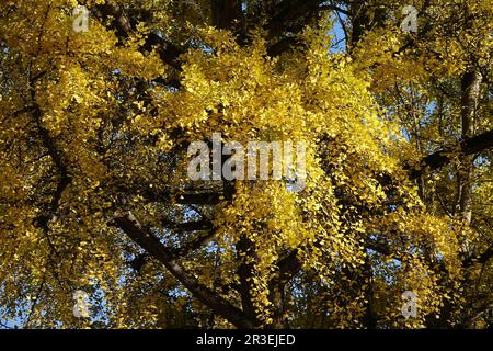 Ginkgo biloba, albero maidenhair, autunno Foto Stock