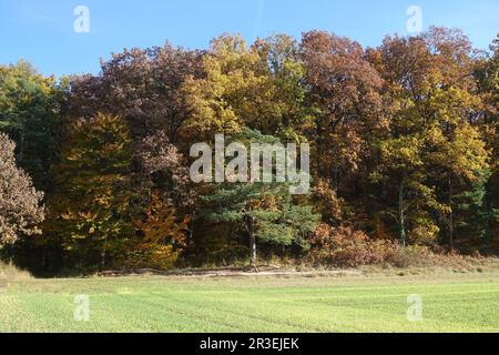 Quercus robur, quercia tedesca, Pinus sylvestris, foresta mista Foto Stock