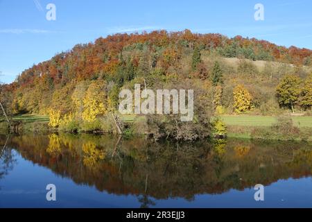 Foresta mista, autunno Foto Stock