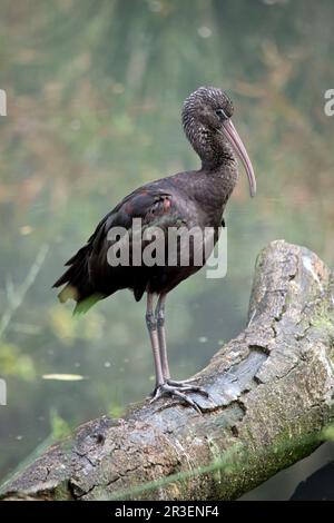 Il modello Glossy Ibis è caratterizzato da un design caratteristico, lungo e curvo verso il basso, di colore marrone oliva. La pelle del viso è grigio-blu con una linea bianca che si estende Foto Stock