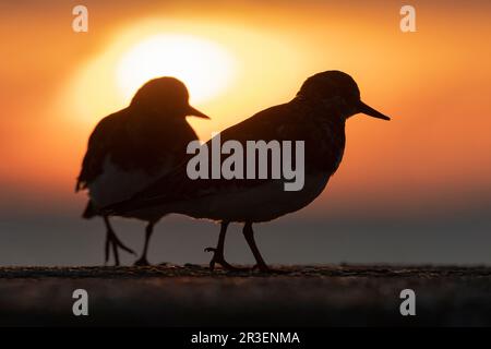 Turnstone/ Ruddy Turnstone, Arenaria interpres, adulti sulla parete del mare Norfolk Foto Stock