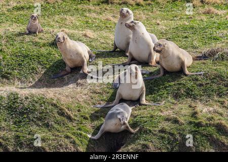 New Zealand Sea Lions, Enderby Island, Nuova Zelanda Foto Stock