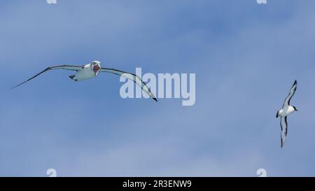 Southern Royal Albatross e Cape Petrel Aloft nell'Oceano Meridionale, Foto Stock