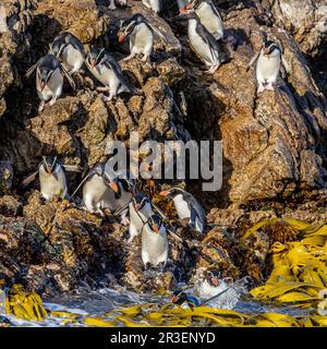 Snares Island Penguins che si affaccia sul mare da Rocky Cliff, Snares Islands, Nuova Zelanda Foto Stock