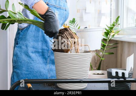 Donna giardiniere trapianti piante da interno e utilizzare una pala sul tavolo. Zamioculcas concetto di cura delle piante e casa giardino. Molla p Foto Stock