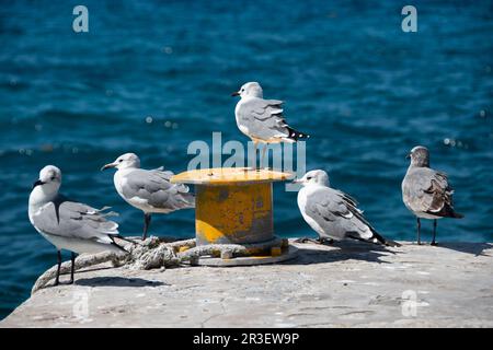 gregge di gabbiani che riposano sulla riva di un porto in una giornata di sole Foto Stock