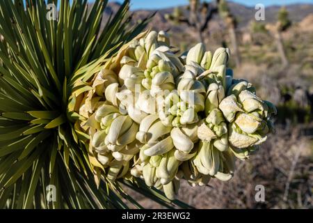 Joshua Tree (Yucca brevifolia) in fiore. Mattina lungo il Boy Scout Trail. Joshua Tree National Park, California, USA, in una splendida giornata primaverile. Foto Stock